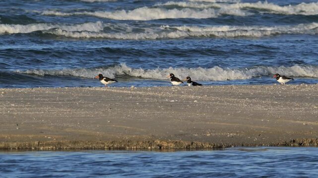 Eurasian oystercatcher birds walking on a sandy beach