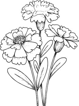 緑の葉が付いた3つの開花したマリーゴールドの花の手描きの白黒イラスト