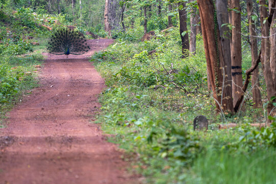 Central Indian Forests - a culmination of nature&rsquo;s beauty and wildlife. Safari tracks are visible but with responsible tourism and conservation in mind all the time.