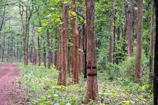 Central Indian Forests - a culmination of nature&rsquo;s beauty and wildlife. Safari tracks are visible but with responsible tourism and conservation in mind all the time.