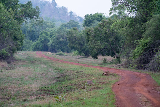 Central Indian Forests - a culmination of nature&rsquo;s beauty and wildlife. Safari tracks are visible but with responsible tourism and conservation in mind all the time.
