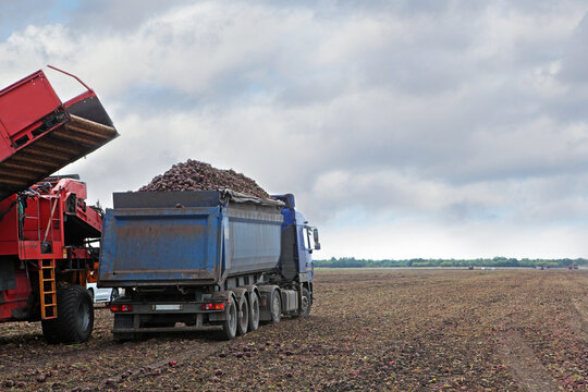 Beet harvest. Harvesting beets from the field using machines. Trucks are fully loaded. Farm vegetables. Agricultural work in fall. Copy space