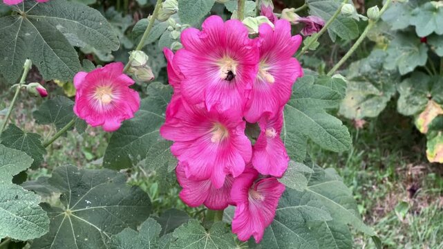 A honeybee collects nectar and pollen from a pink mallow flower