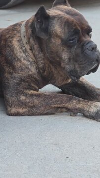 Beautiful purebred cane corso dog lying down on the ground. The powerful brindle mastiff pants while relaxing and observing its surroundings