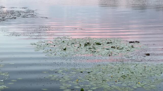 Gentle ripples on the river at sunset; ducks dive and forage among the water lilies. A summer evening