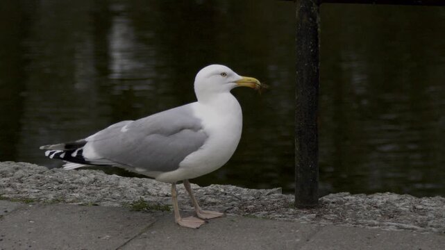 Close-up slow motion of a European herring gull (Larus argentatus) walking along the edge of a pond in Snelli Park, Tallinn, Estonia. The wild bird carries nesting material in its beak.