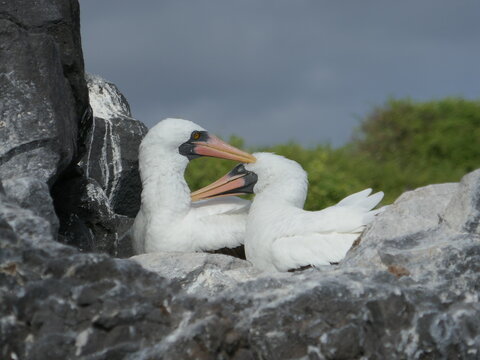 Nazca booby seabird pair facing each other on rock