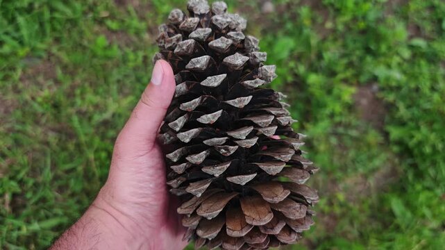 First person view of a man's hand holding a large, dry pine cone. The person is rotating the natural cone to inspect it over a green grass background