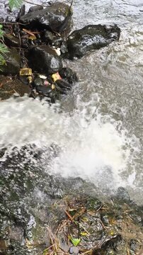 A small rapid of clear river water falling through the gaps of mossy black rocks.