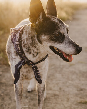 Dog in Gras