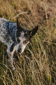 Dog in Gras