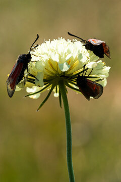 Zygaena purpuralis. Three black and red insects perched on a yellow flower with delicate petals, surrounded by a blurred green background in a natural setting