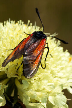 Zygaena purpuralis. Insect with vibrant red and black wings perched on a pale yellow flower, showcasing intricate details of nature in a close-up view