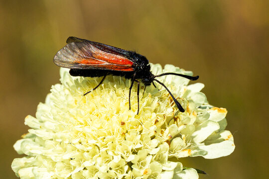 Zygaena purpuralis. Black and red insect perched on a white flower, showcasing delicate wings and intricate details of the floral structure in a natural outdoor setting