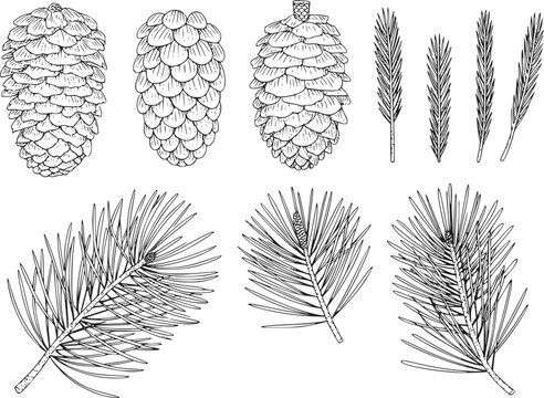 季節の冬のプロジェクト用の、白い背景に孤立した松ぼっくりと常緑樹の針葉の手描きセット