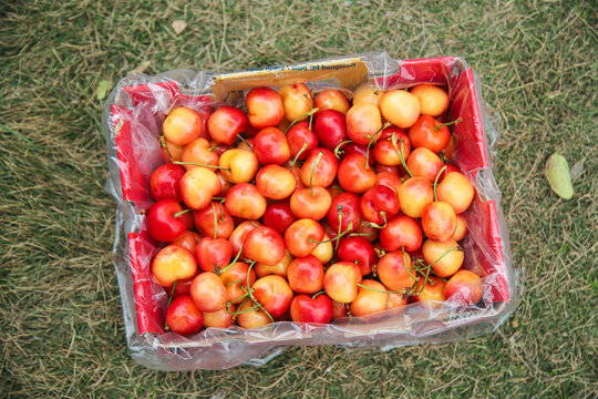 Fresh Golden Rainier Cherries in Container - Chilean Imported Fruit on Grass