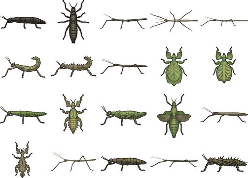 A collage of various insect illustrations, showcasing diverse species of stick insects and other arthropods in different poses.