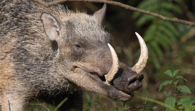 Close up of a male Sulawesi Babirusa (Babyrousa celebensis). Pig with large canine teeth in wild natural habitat, Sulawesi Island, Indonesia.
