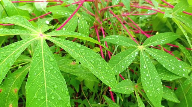 Fresh green cassava leaves with water droplets after rain