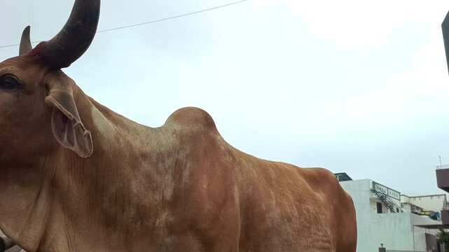 Indian cows and bulls chewing fresh green grass on the street, close up