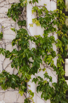 Ivy Vine Growing on Stone