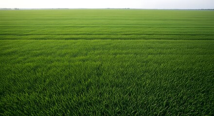Obraz premium Aerial view of a vast, vibrant green agricultural field under a clear sky, showcasing the lush texture and uniform growth of a healthy crop