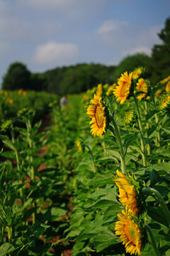 Sunflowers in bloom in Dix Park near downtown Raleigh , North Carolina