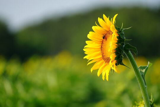 Sunflowers in bloom in Dix Park near downtown Raleigh , North Carolina