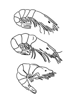 Set of hand drawn shrimps vector line illustration on isolated background. Mediterranean seafood in vintage style