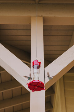 Hummingbirds in Flight