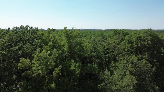 Vue a&eacute;rienne par drone en plan ascensionnel r&eacute;v&eacute;lant des &eacute;oliennes au-dessus d'une for&ecirc;t