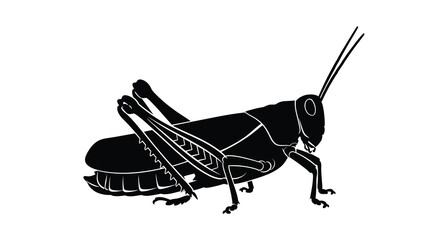 A detailed black grasshopper silhouette against a white background showcasing its anatomical features silhouette insect anatomy arthropod creature bug nature © Creativeakash393