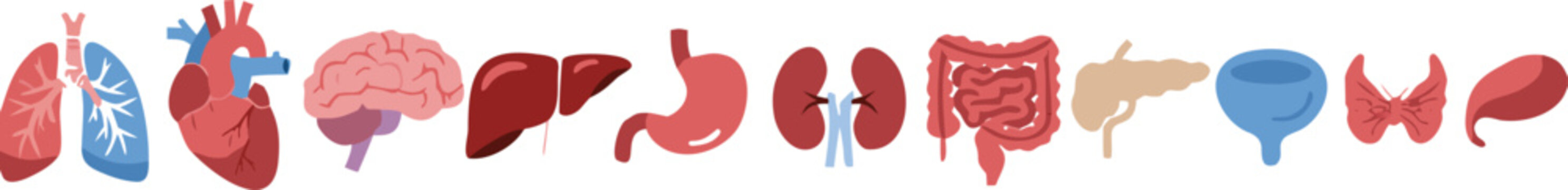 Human Body Internal Organs Icon Set with Lungs Heart Brain Liver and Kidney