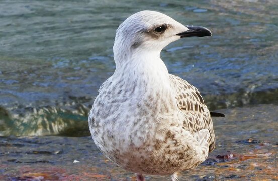 Young seagull standing in the water watching blue sea, seabirds background
