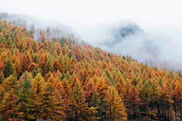 Beautiful autumn landscape with colorful treetops surrounded by white fog. Misty forest. Natural texture for background. © Iryna