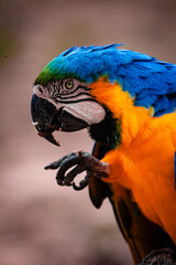 The beautiful Blue-and-yellow macaw © Luana Lovato