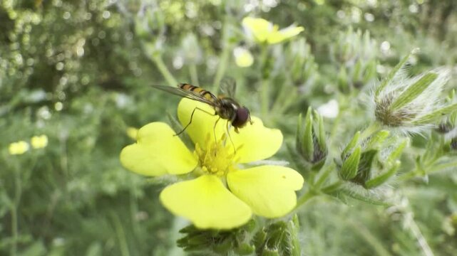 marmalade hoverfly feeds on yellow cinquefoil flowers, hovering between blossoms in a sunlit summer meadow. Handheld macro of a wasp-mimicking pollinator against green bokeh