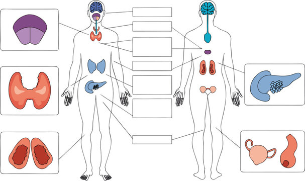 Male and Female Endocrine System Diagram with Thyroid Pancreas and Reproductive Glands