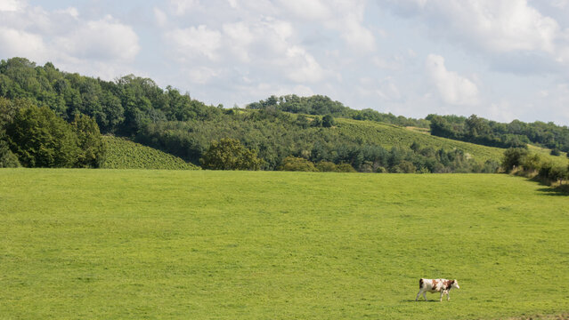 vache dans un champ en &eacute;t&eacute; sous un ciel bleu , arbre et champs, sc&egrave;ne rurale, nature, ciel nuageux, ruralit&eacute; en France