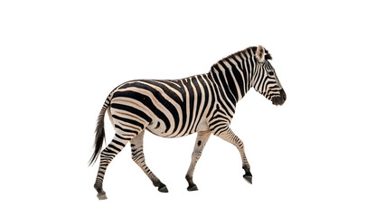 Wild striped African zebra mammal animal walking alert isolated on a transparent background © Anatoli