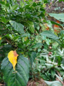 chili plant