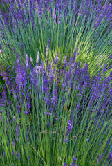 Fototapeta premium Summer lavender blooming and ready for harvesting and drying.