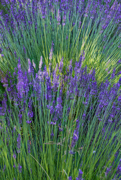 Summer lavender blooming and ready for harvesting and drying.