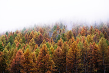 Fototapeta premium Beautiful autumn landscape with colorful treetops surrounded by white fog. Misty forest. Natural texture for background.