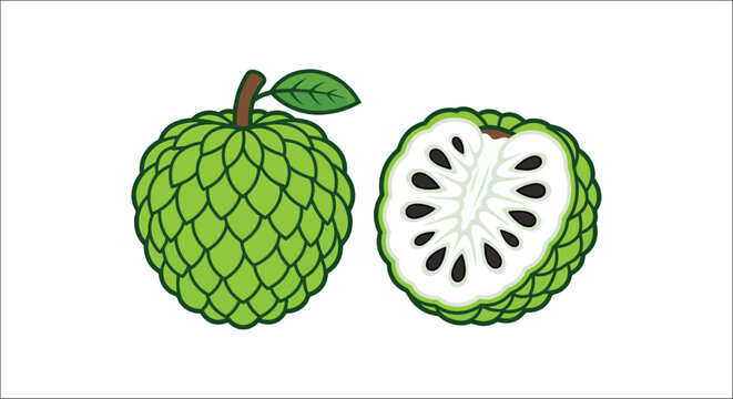 Sugar apple fruit illustration with a cross section vibrant green and white annona squamosa custard sugarcane sweet sop tropical vector digital botanical plant food