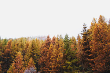 Autumn mountain forest with colorful coniferous treetops. © Iryna