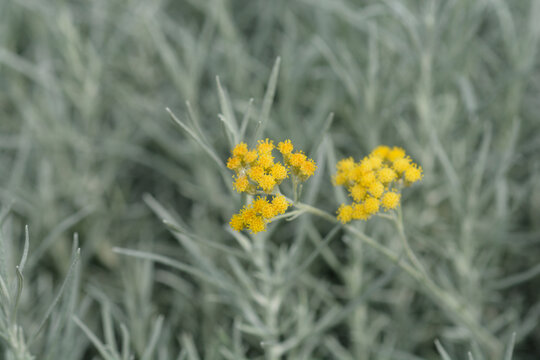 A small cluster of vibrant yellow flowers blooming on an Italian strawflower plant with silvery grey foliage - latin name - Helichrysum italicum