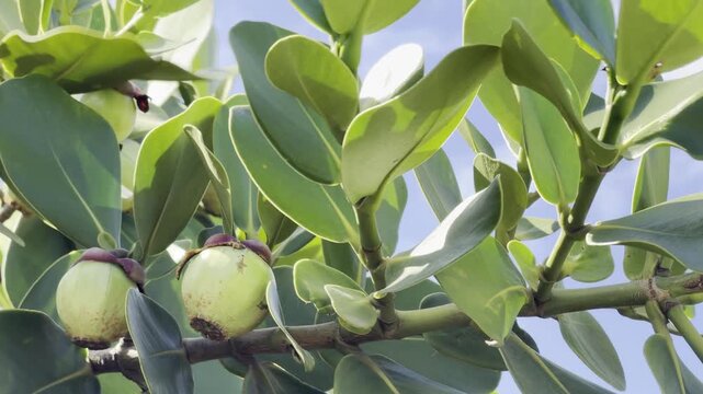 Clusia rosea, autograph tree, copey, cupey, balsam apple, pitch-apple, and Scotch attorney, in the family Clusiaceae. Tanaka Kahuku Shrimp, Honolulu, Oahu, Hawaii.  