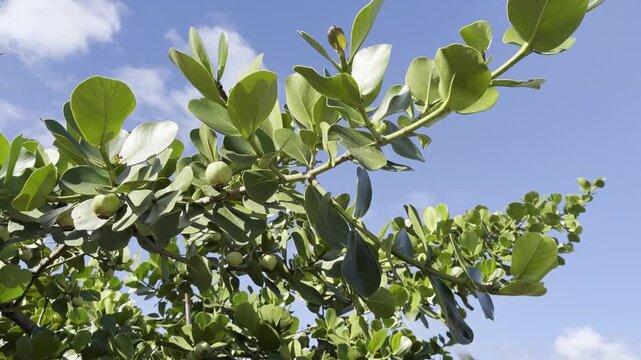 Clusia rosea, autograph tree, copey, cupey, balsam apple, pitch-apple, and Scotch attorney, in the family Clusiaceae. Tanaka Kahuku Shrimp, Honolulu, Oahu, Hawaii.  