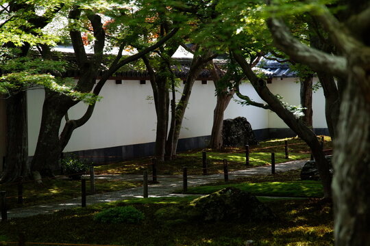 緑濃く